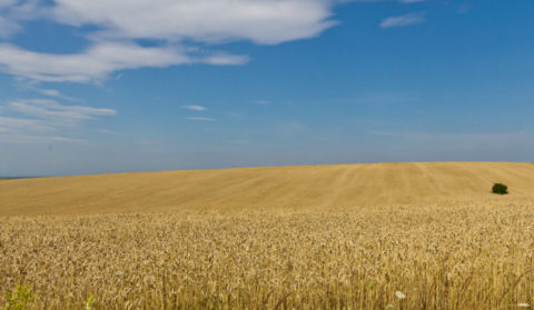 Diálogos INEU: Insegurança Alimentar para além do contexto da Guerra na Ucrânia